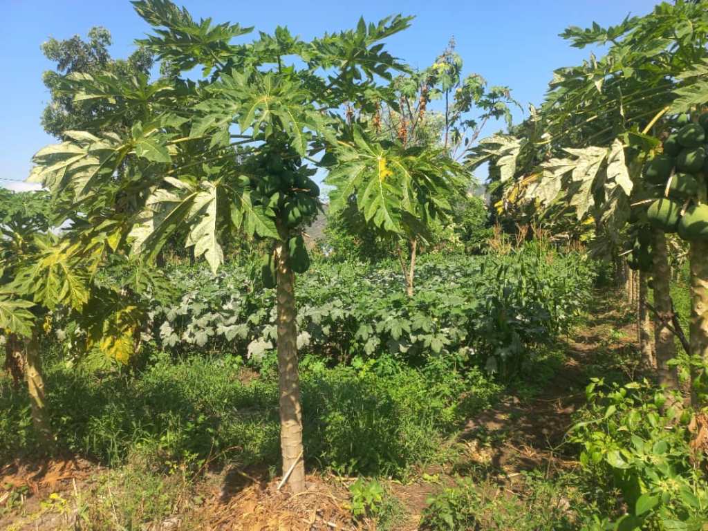 Forest Garden structure