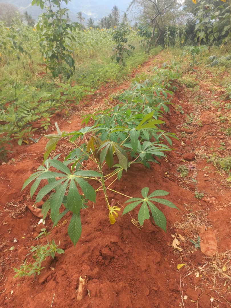Cassava planting