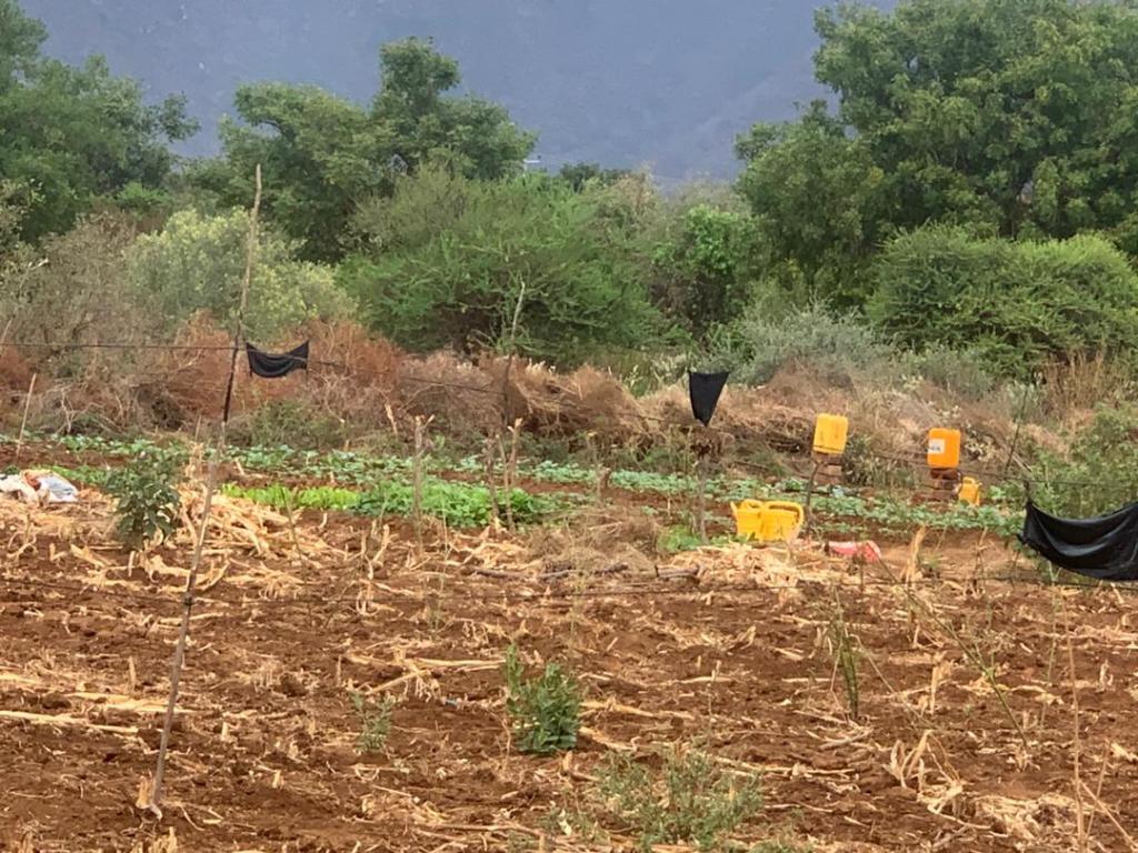 Protecting Forest Gardens from&nbsp;Elephants