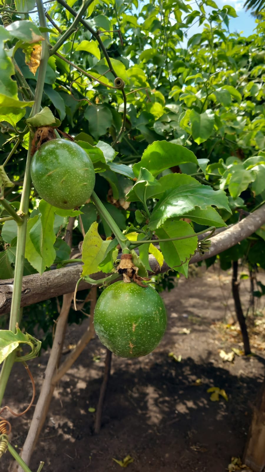 Growing passion fruits and&nbsp;guava