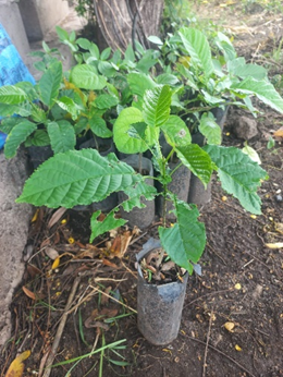 Encouraging farmers to plant timber, fruit and multipurpose trees in the Forest Garden (plus Lesson plan in&nbsp;Swahili)