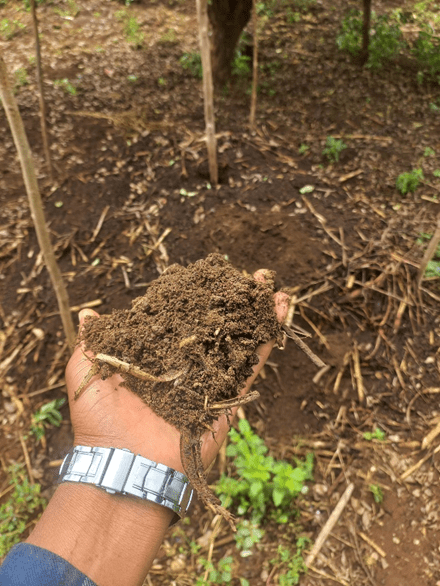 How to make compost? Composting as an integral part of Forest&nbsp;Gardens