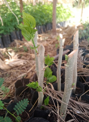 Introducing Morus alba in Forest&nbsp;Gardens