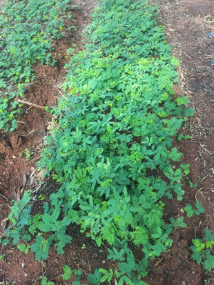 Raised beds instead of seedbags for tree seedling&nbsp;growing